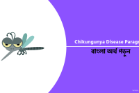 Chikungunya Disease Paragraph 2024 বাংলা অর্থসহ